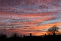 Sunset and the Starlings