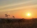 Sunset in the steppe, orange sky, silhouette of the plant. Royalty Free Stock Photo