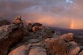 Sunset on a stormy day on the Virgin anticline in Southern Utah Royalty Free Stock Photo