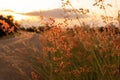 Flowers of the grass on sunset background is redcolor