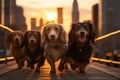 Sunset stroll a group of dachshund dogs in New York City Royalty Free Stock Photo