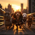Sunset stroll a group of dachshund dogs in New York City