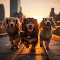 Sunset stroll a group of dachshund dogs in New York City