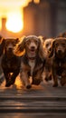 Sunset stroll a group of dachshund dogs in New York City