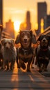 Sunset stroll a group of dachshund dogs in New York City