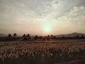 Sunset with sugarcane