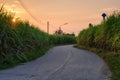 Sunset on sugarcane plantation with asphalt road