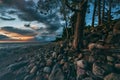 Sunset in the Baltic Sea with pines Royalty Free Stock Photo