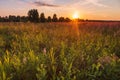 Sunset in summer field. Nature background