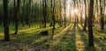 Sunset in summer forest, beautiful sun light in green summer wood, path in wild forest