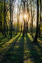 Sunset in summer forest, beautiful sun light in green summer wood, path in wild forest