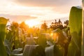 Sunset in the summer on a maize field with sun flair Royalty Free Stock Photo