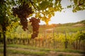 Sunset summer mature grape vineyard field detail Royalty Free Stock Photo