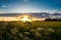 Sunset in Dutch landscape Royalty Free Stock Photo