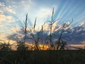 Sunset with the sun behind a cloud and rays over the sky Royalty Free Stock Photo