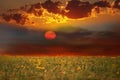 Sunset and sun down cloudy dramatic evening  yellow pink cloud wild field with flowers and grass , sunlight reflection on sea wate Royalty Free Stock Photo