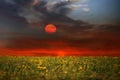 Sunset and sun down cloudy dramatic evening  yellow pink cloud wild field with flowers and grass , sunlight reflection on sea wate Royalty Free Stock Photo