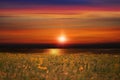 Sunset and sun down cloudy dramatic evening  yellow pink cloud wild field with flowers and grass , sunlight reflection on sea wate Royalty Free Stock Photo