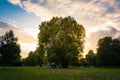 Sunset Sun Flare Autumn Fall Green Yellow Fiery Sky Park Forest