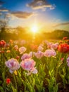 Sunset over tulips at the Canadian Tulip Festival, Ottawa, Ontario, Canada Royalty Free Stock Photo