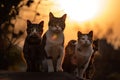 sunset, with the sun setting behind a group of cats, their eyes shining in the light