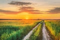 Sunset Sun In Sky Over Rural Countryside Road In Green Wheat Field. Spring Season. Altered Sunrise Sky Royalty Free Stock Photo