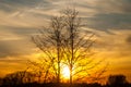 Sunset Sun Tree Yellow clouds