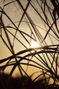 Beautiful sunset with sundrays through seen through dry grass