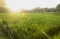 Sunset in the ricefield Ubud, Bali, Indonesia