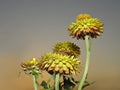 Sunset and sunflower