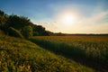 Sunset in sunflower field and forest, beautiful landscape, nature in summer and bright sun Royalty Free Stock Photo