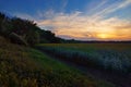 Sunset in sunflower field and forest, beautiful landscape, nature in summer and bright sun Royalty Free Stock Photo