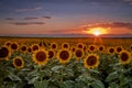 Sunset in sunflower fields in Colorado near Denver International Airport Royalty Free Stock Photo