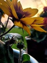 Sunset sunflower Royalty Free Stock Photo