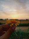 Sunset and sunflower in an Indian farm. Royalty Free Stock Photo