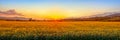 Sunset with sunflower field Royalty Free Stock Photo