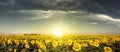 Sunset Sunflowers Royalty Free Stock Photo