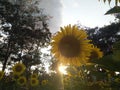 Sunset sunflowers Thailand Royalty Free Stock Photo