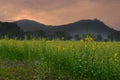 sunset at sunhemp flower field. flora meadow with mountain view Royalty Free Stock Photo