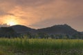 sunset at sunhemp flower field. flora meadow with mountain view Royalty Free Stock Photo