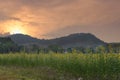 sunset at sunhemp flower field. flora meadow with mountain view Royalty Free Stock Photo