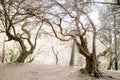 Sunset sunlight in a multi-storey olive grove. Tree trunks entwined with ivy. Royalty Free Stock Photo