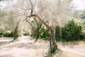 Sunset sunlight in a multi-storey olive grove. Tree trunks entwined with ivy. Royalty Free Stock Photo