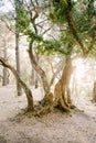 Sunset sunlight in a multi-storey olive grove. Tree trunks entwined with ivy. Royalty Free Stock Photo