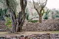 Sunset sunlight in a multi-storey olive grove. Tree trunks entwined with ivy. Royalty Free Stock Photo