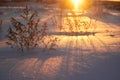 Sunset in a Sunny forest winter snow. The morning before Christmas. Fairytale forest in the sunlight