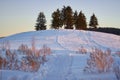 Sunset in a Sunny forest winter snow. The morning before Christmas. Fairytale forest in the sunlight