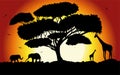 Sunset or Sunrise in Africa with the silhouettes of trees, grass, flying birds, elephants, giraffes, national home and native. The Royalty Free Stock Photo