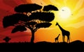 Sunset or Sunrise in Africa with the silhouettes of trees, grass, flying birds, giraffes, national home and native. The beautiful Royalty Free Stock Photo