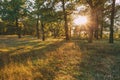 Sunset Or Sunrise In Autumn Forest Landscape. Sun Sunshine With Royalty Free Stock Photo